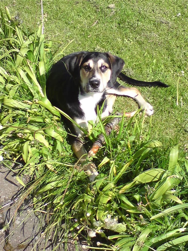 Blanding af racer Zhigo billede 12