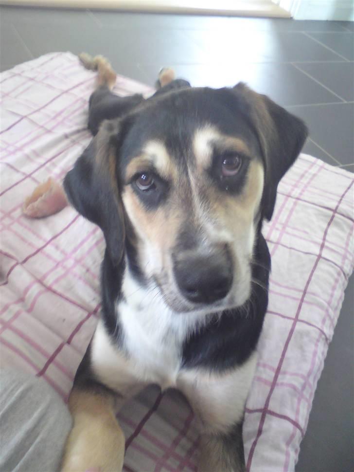 Blanding af racer Zhigo billede 13