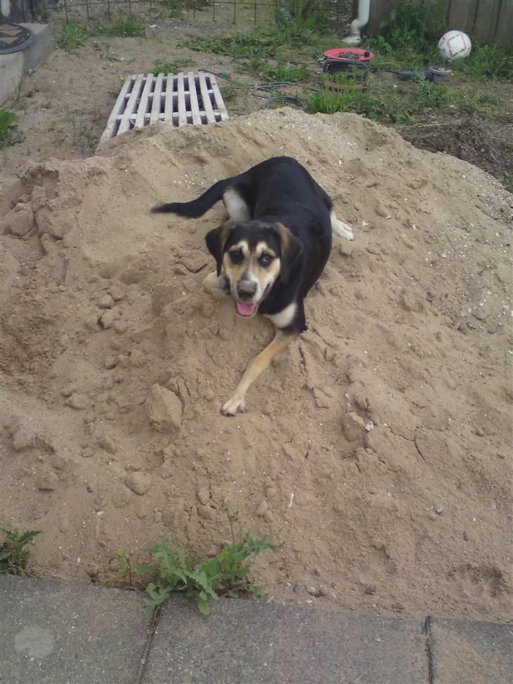 Blanding af racer Zhigo billede 14