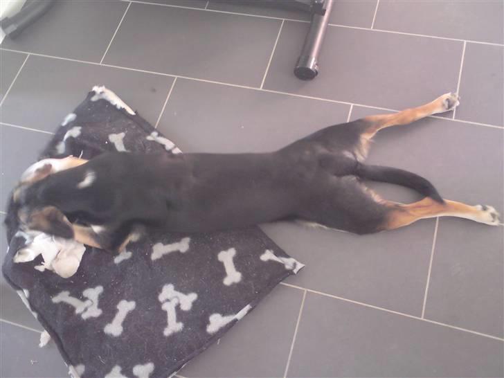 Blanding af racer Zhigo billede 15