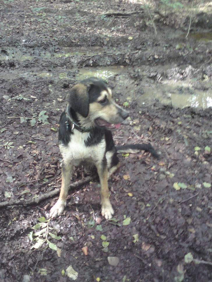 Blanding af racer Zhigo billede 16