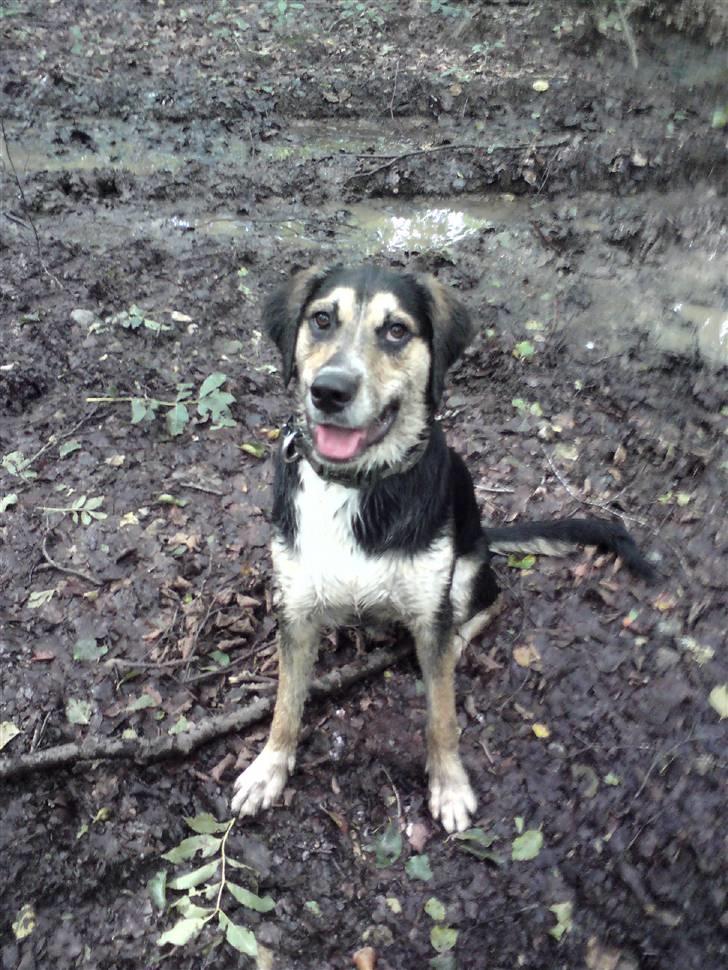 Blanding af racer Zhigo billede 17