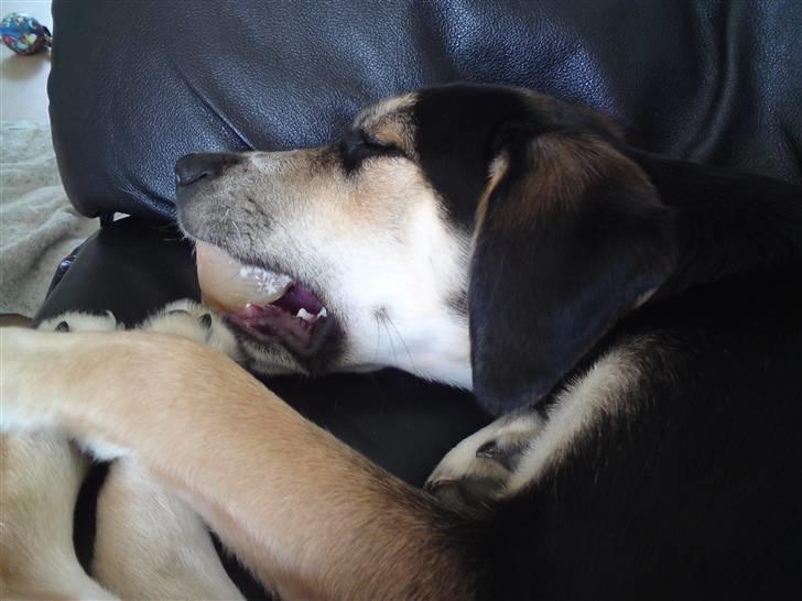 Blanding af racer Zhigo billede 18