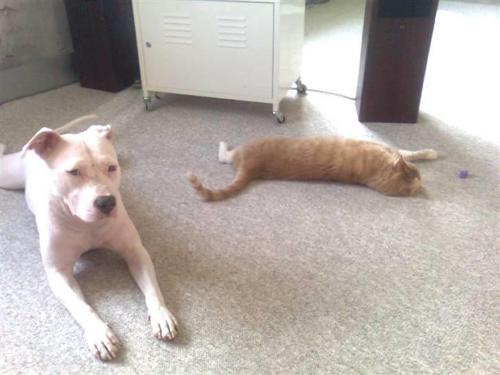 Amerikansk staffordshire terrier *bor hos min eks nu*Chica billede 17