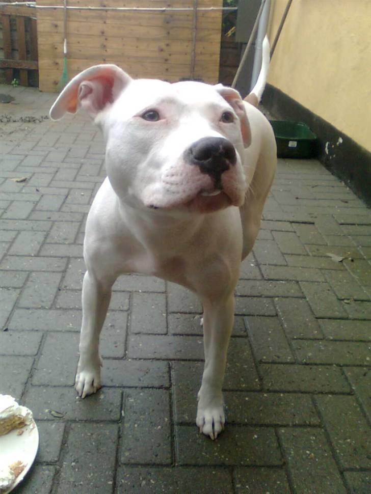 Amerikansk staffordshire terrier *bor hos min eks nu*Chica - Smukke Chica på sin 1års fødselsdag, med flødeskumsmund :) billede 18