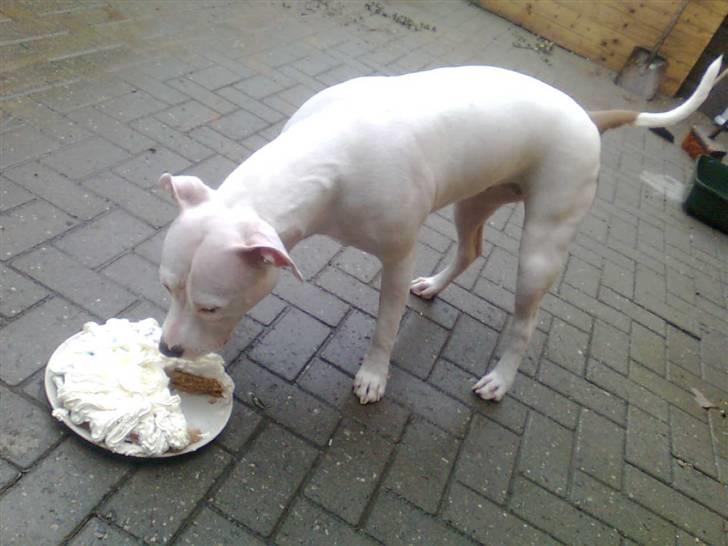 Amerikansk staffordshire terrier *bor hos min eks nu*Chica billede 19