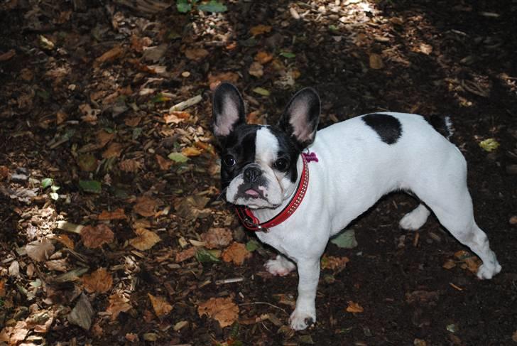 Fransk bulldog kiki .Rip. billede 15