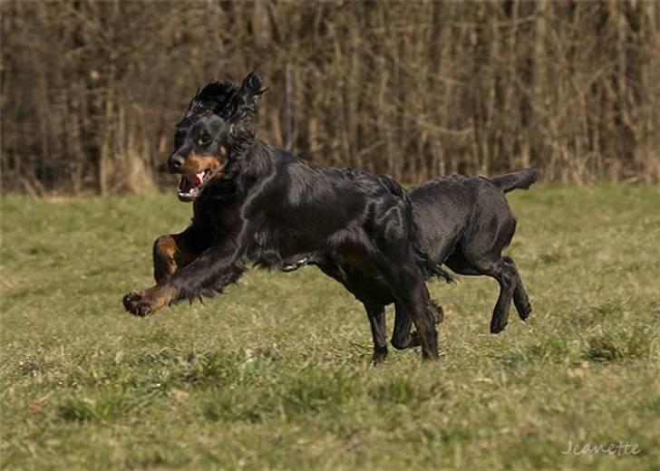 Gordon setter Æblevangens Danny - i hundeskoven med hundeforum billede 6