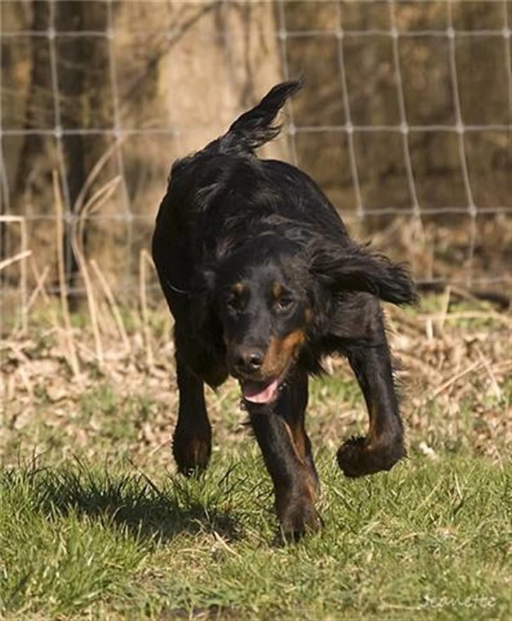 Gordon setter Æblevangens Danny - et til billede 7