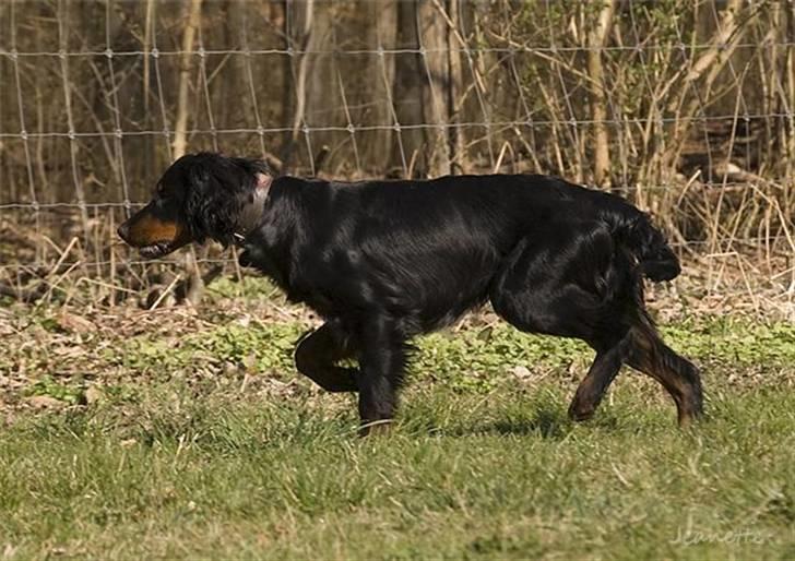 Gordon setter Æblevangens Danny - ligner stand men var dog i løb billede 8
