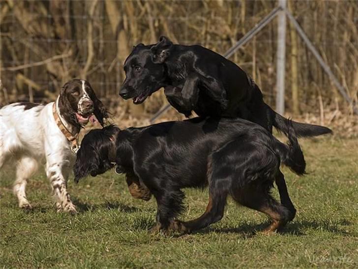 Gordon setter Æblevangens Danny - er jeg blevet springbuk Mona? billede 9