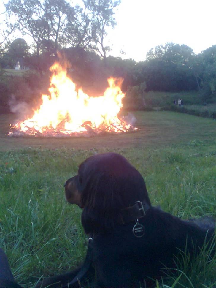 Gordon setter Æblevangens Danny - sct. hans billede 10