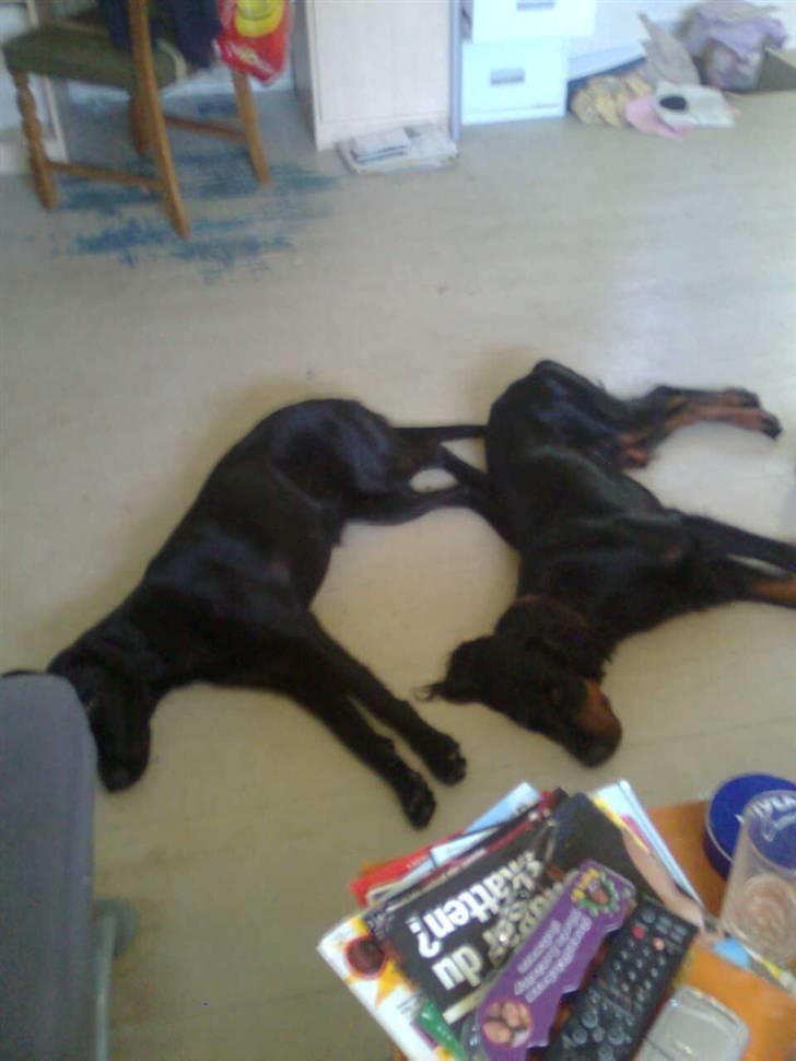 Gordon setter Æblevangens Danny - besøg af mona (Rollos søster) billede 11