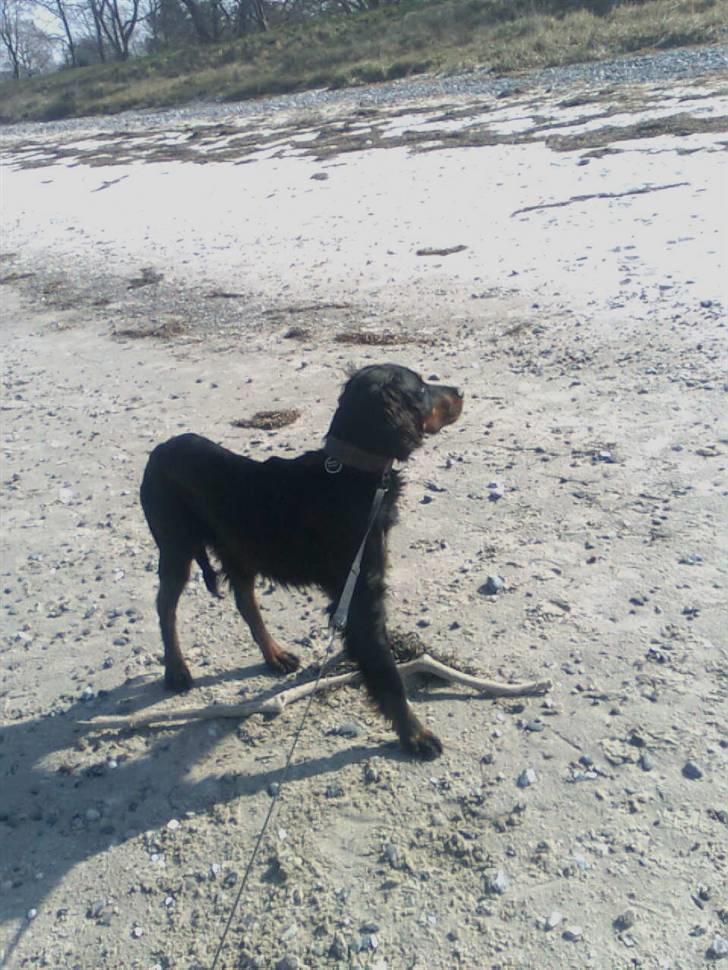 Gordon setter Æblevangens Danny - endnu en dag ved stranden billede 13