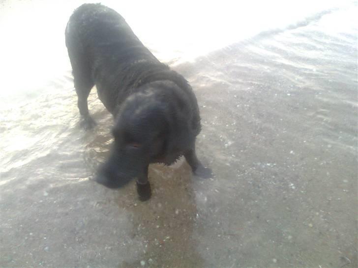 Labrador retriever Sally billede 2