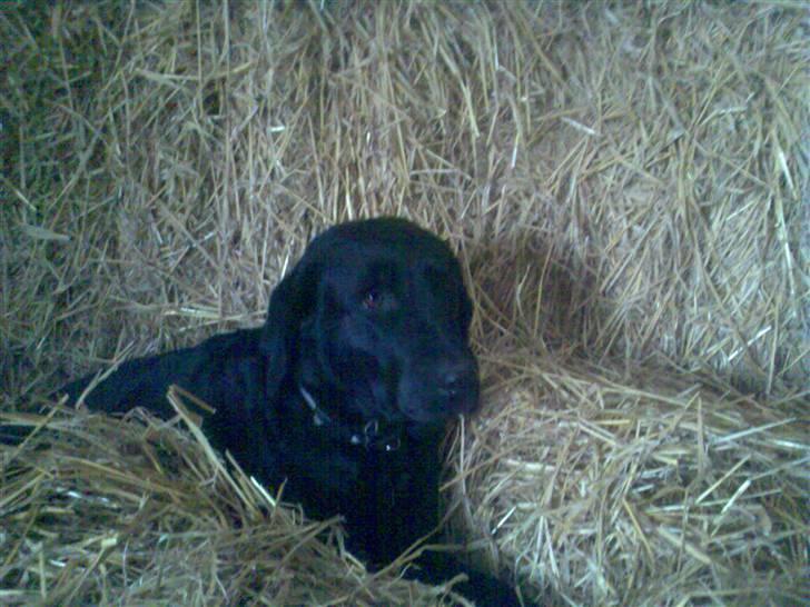 Labrador retriever Sally billede 3
