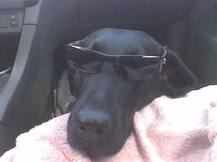 Labrador retriever Sally billede 4