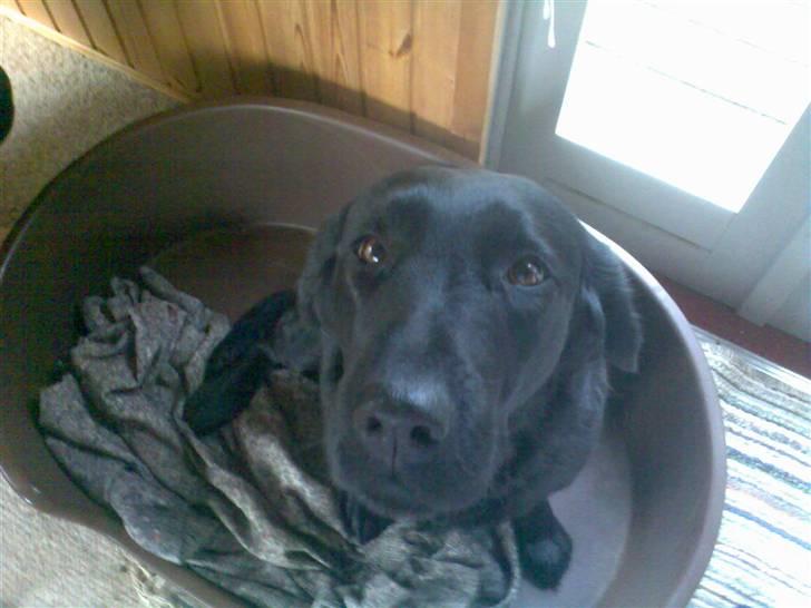 Labrador retriever Sally billede 5