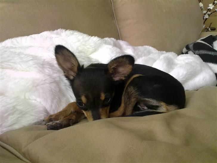 Russisk toy terrier Pixie - Lille Pixie 2. dag billede 1