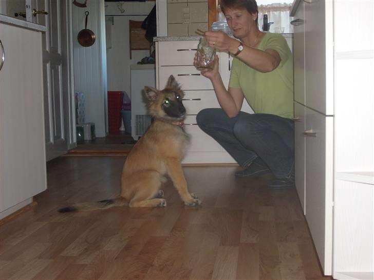 Blanding af racer Laika - Hun elsker godbider d: billede 10