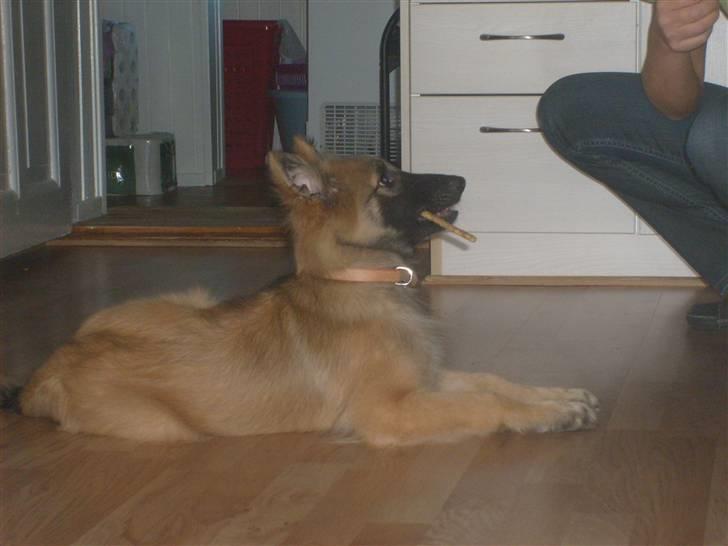 Blanding af racer Laika - Laika med hendes ynglings "cigar" d: billede 11