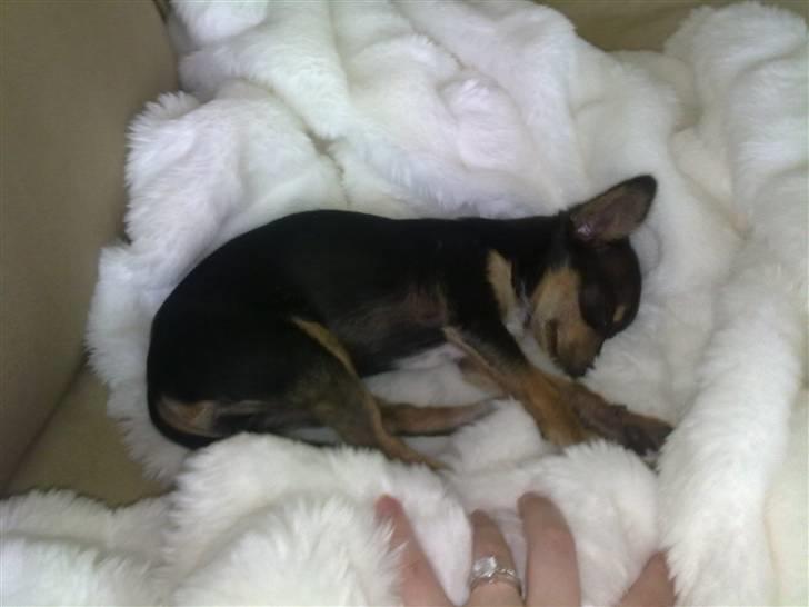 Russisk toy terrier Pixie - Lille bitte Pixie ligger og sover billede 2