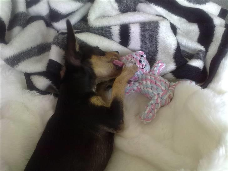 Russisk toy terrier Pixie - Pixies første legetøj billede 3