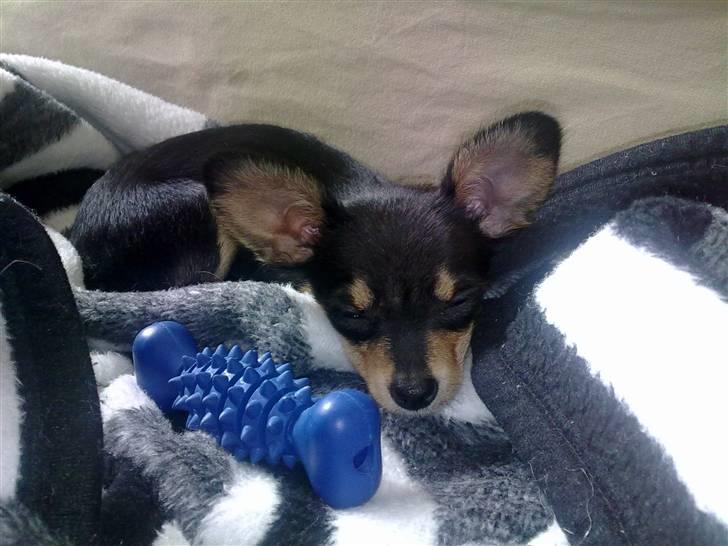 Russisk toy terrier Pixie - Ligger og halvsover :) billede 4