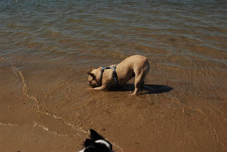 Fransk bulldog Snoop Dogg billede 14