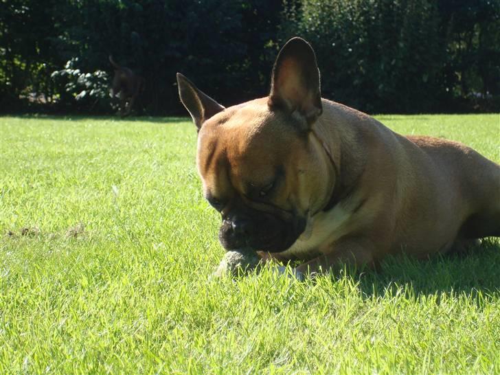 Fransk bulldog Hector - Nyt billede 16