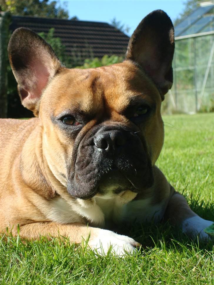 Fransk bulldog Hector - Nyt billede 17