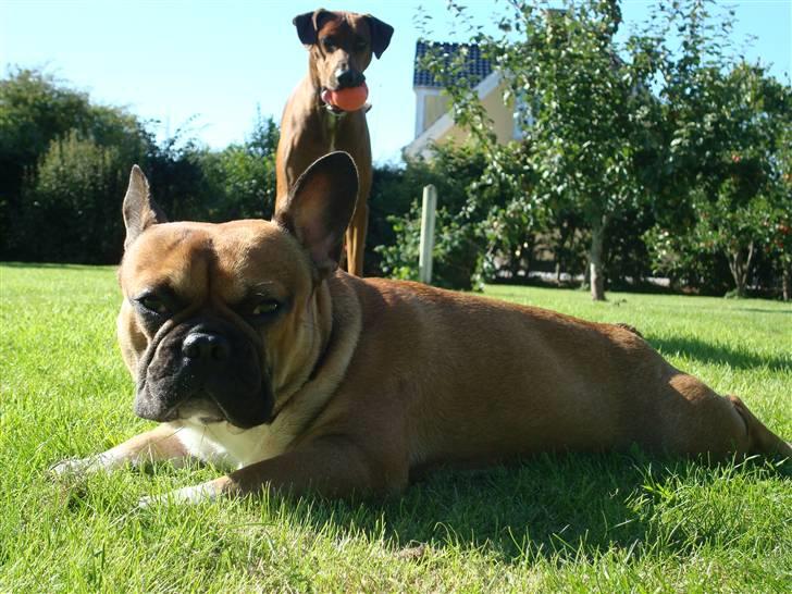 Fransk bulldog Hector - Nyt billede 18