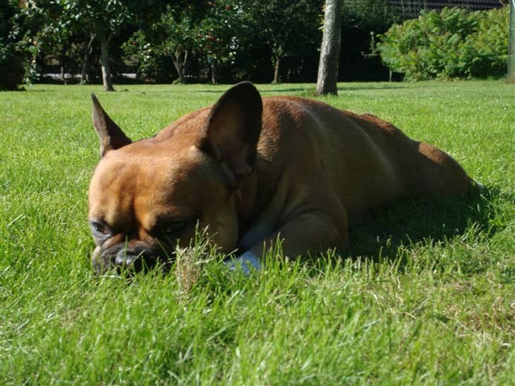 Fransk bulldog Hector - Nyt billede 19