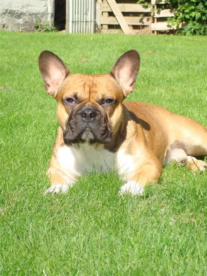 Fransk bulldog Hector - Nyt billede 20