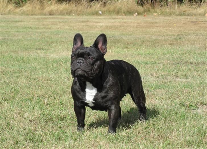 Fransk bulldog Astrid - August 2009 billede 17