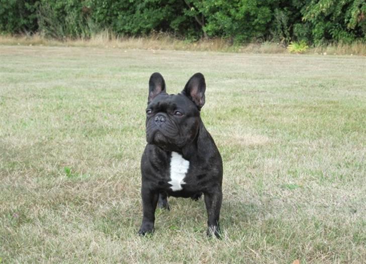Fransk bulldog Astrid - August 2009 billede 18
