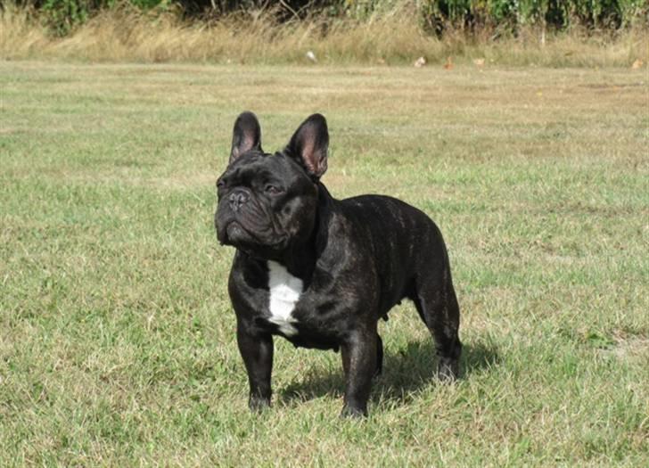 Fransk bulldog Astrid - August 2009 billede 19