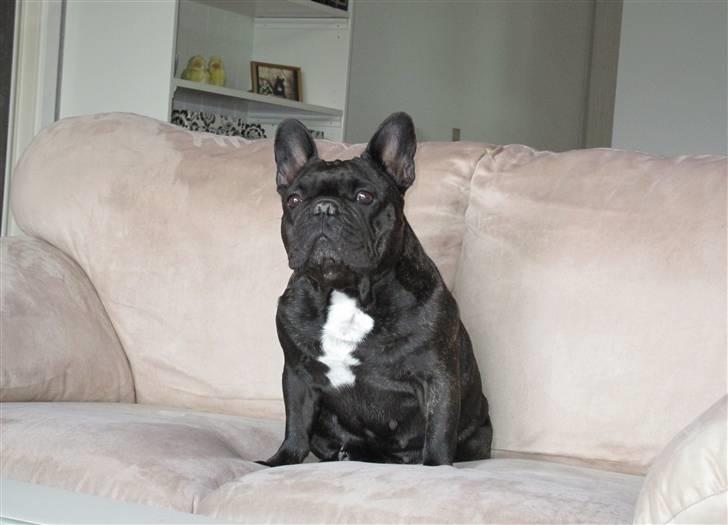 Fransk bulldog Astrid - Oktober 2009 billede 20