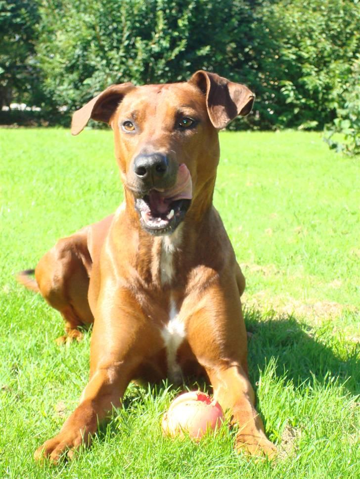 Blanding af racer Kenzo (Dobermann/Amstaff) [Himmelhund] - Jeg er klar (3 år) billede 14