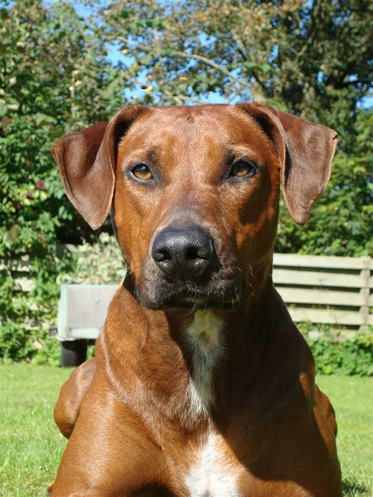 Blanding af racer Kenzo (Dobermann/Amstaff) [Himmelhund] - Nyt billede 15