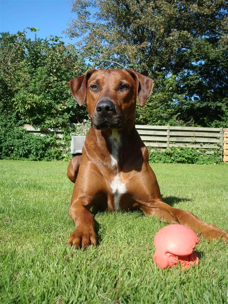 Blanding af racer Kenzo (Dobermann/Amstaff) [Himmelhund] - Nyt billede 16
