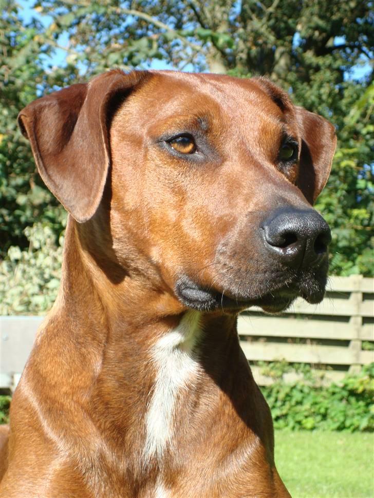 Blanding af racer Kenzo (Dobermann/Amstaff) [Himmelhund] - Nyt billede 17