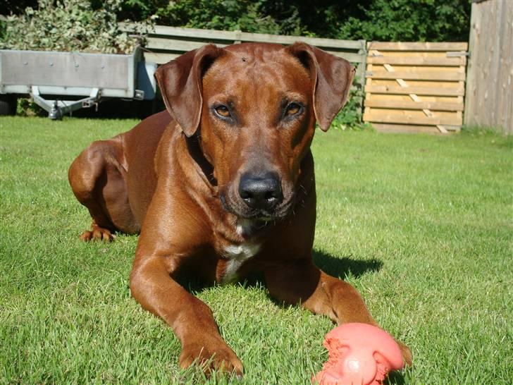 Blanding af racer Kenzo (Dobermann/Amstaff) [Himmelhund] - Nyt billede 18