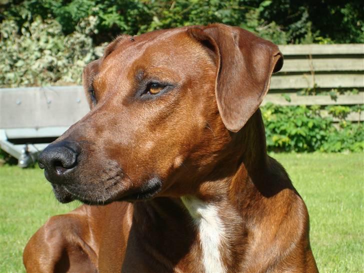 Blanding af racer Kenzo (Dobermann/Amstaff) [Himmelhund] - Nyt billede 19