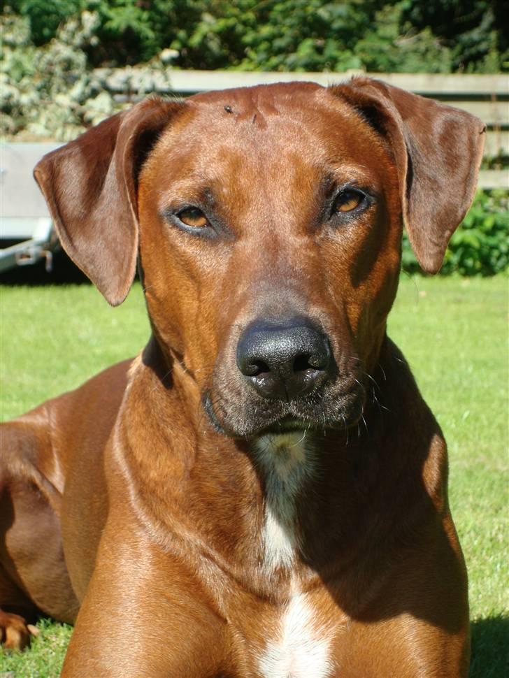 Blanding af racer Kenzo (Dobermann/Amstaff) [Himmelhund] - Nyt billede 20