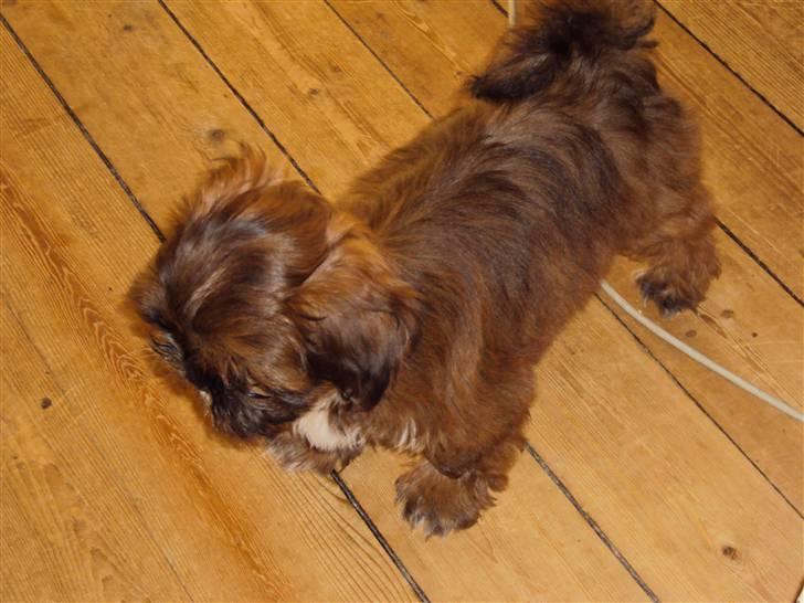 Shih tzu Nala billede 10