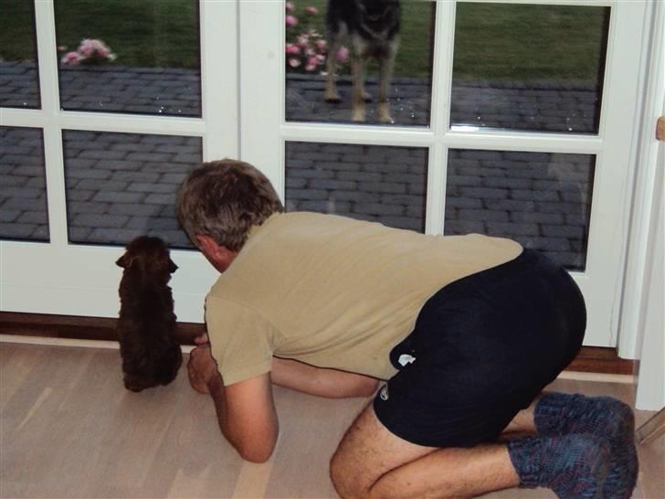 Shih tzu Nala - der er en farlig hund udenfor !! :p billede 11