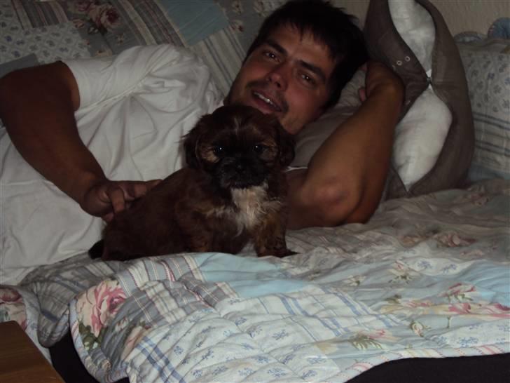 Shih tzu Nala - De bedste i mit liv (: billede 12