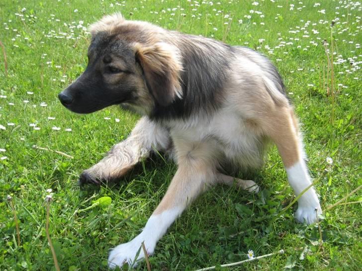 Blanding af racer Coda - Sæt verden på standby! Codas øre klør! billede 12