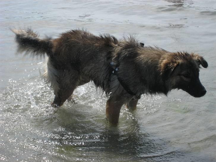 Blanding af racer Coda - Okay, lidt våd blev man vist. Så er det godt man kan ryste sig - i vandet! billede 14
